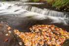 USA, Michigan, Ottawa National Forest. Fallen maple leaves and waterfalls on Ontonagon River. Art Print
